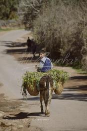 Image du Maroc Professionnelle de  Un enfant rentre chez lui à dos d'âne avec l'herbe fauchée dans les champs et destinée à la nourriture du bétail à Tnine Ourika, le village berbère située dans la vallée de l'Ourika sur la route de l'Oukaimden dans le haut Atlas, Mardi 27 Février 2007. (Photo / Abdeljalil Bounhar)